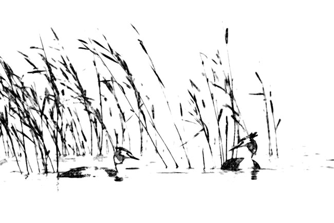 小海子和野鸭子