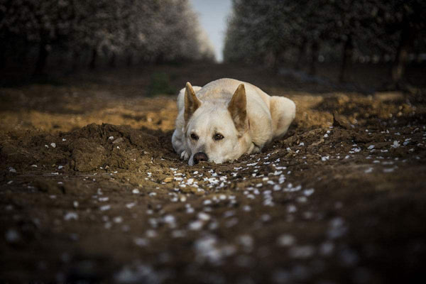 杏树下的狗-民间故事