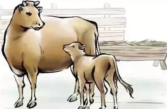 母爱的故事之老牛索水