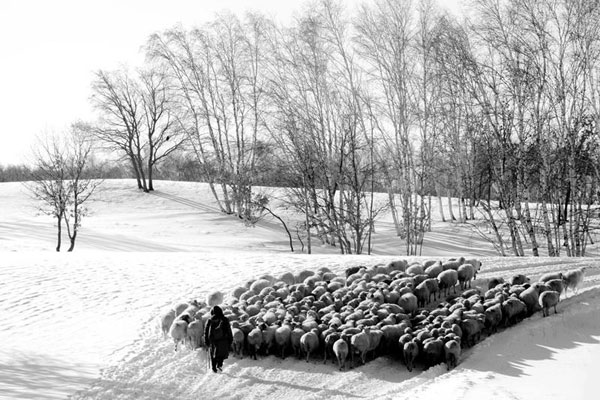 养羊夫妻的理赔风波