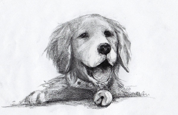 寻狗启事的秘密