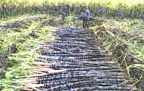 甘蔗里面有良心配图