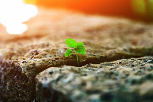 顽强的向阳小草-民间故事