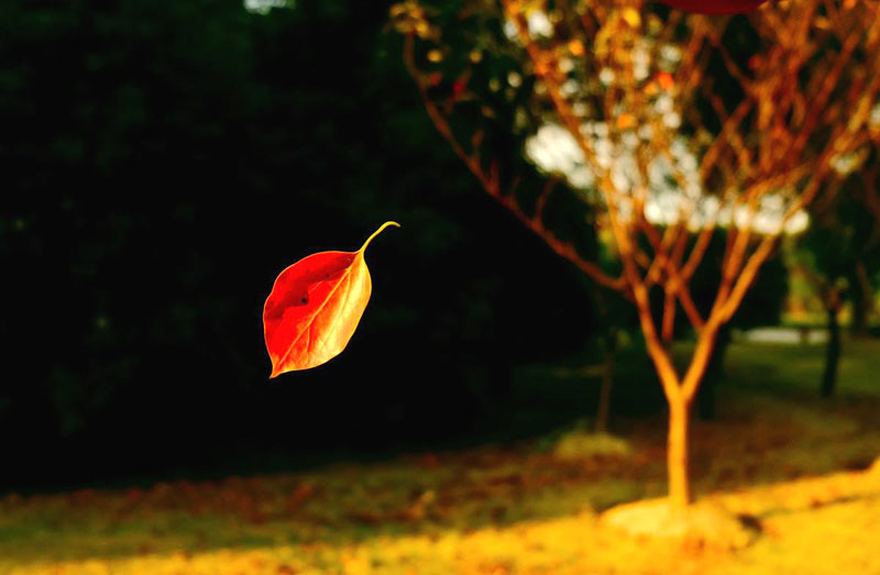叶子的离去是风的追求还是树的不挽留