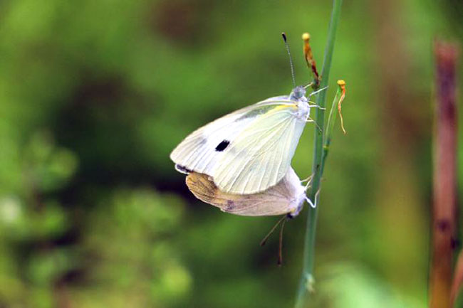 怀一颗简单的心,过简单的日子